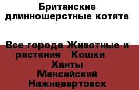 Британские длинношерстные котята - Все города Животные и растения » Кошки   . Ханты-Мансийский,Нижневартовск г.